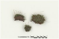 藏品(短月苔)的圖片